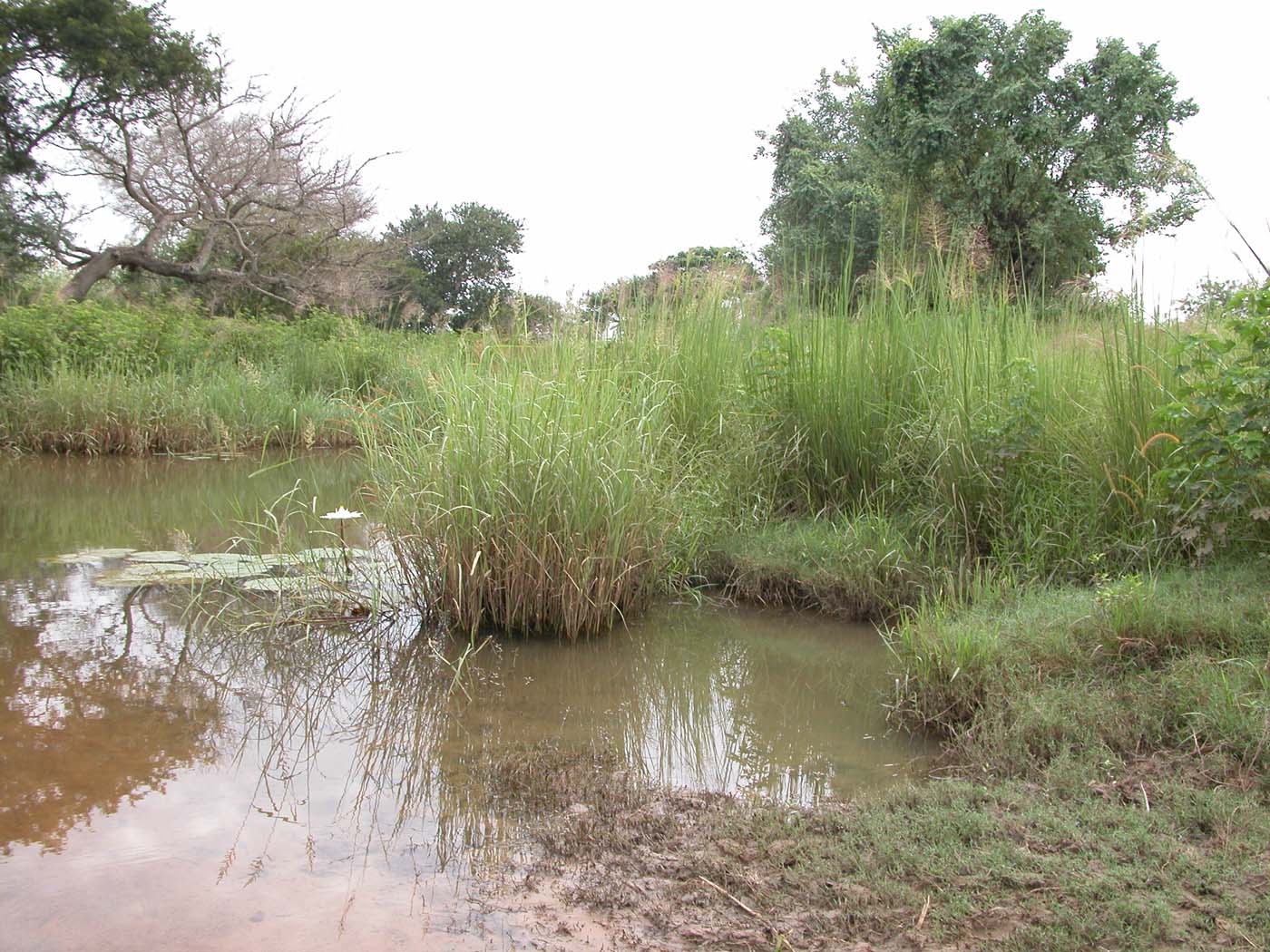 Elephant grass during the rainy season